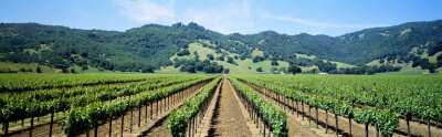 Napa Valley Vineyards Hopland, CA