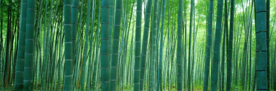 Bamboo Forest, Sagano, Kyoto, Japan