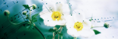 Japanese Anemone, Flowers