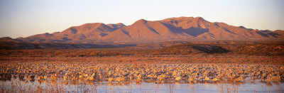 Sandhill Crane, Bosque Del Apache, New Mexico, USA