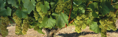 Chardonnay Grapes on the Vine, Napa California, USA