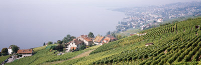Vineyards, Lausanne, Lake Geneva, Switzerland
