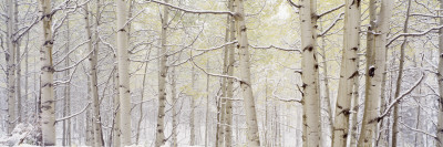 Autumn Aspens with Snow, Colorado, USA