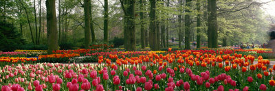 Keukenhof Garden, Lisse, the Netherlands