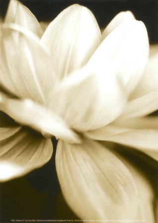 Buy Radiance II at AllPosters.com
