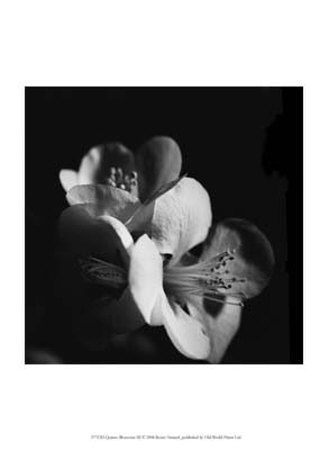 Quince Blossoms III