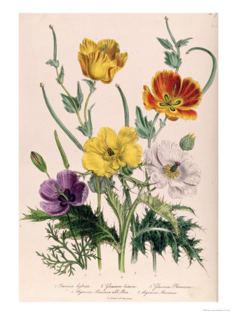 Poppies and Anemones, Plate 5 from "The Ladies" Flower Garden", Published 1842