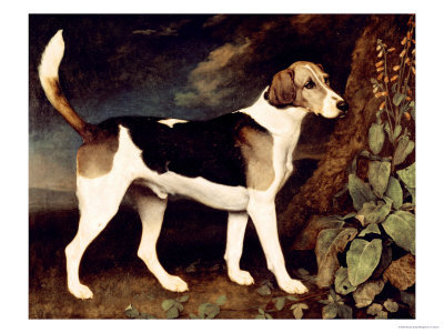 Ringwood, a Brocklesby Foxhound, 1792