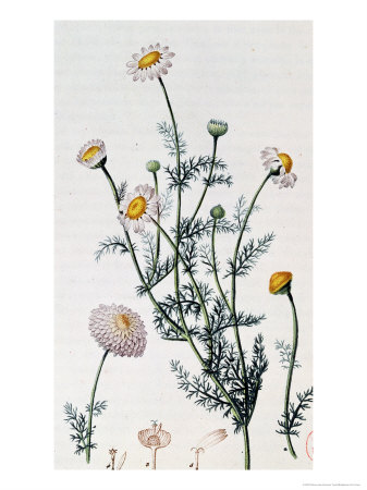 Camomile, Reproduction of a Plate from "Flore Medicale" by Francois-Pierre Chaumeton