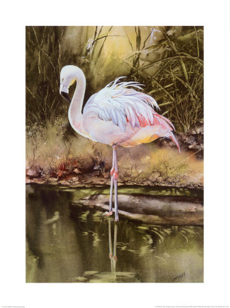 Flamingo