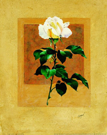 Long Stem Rose