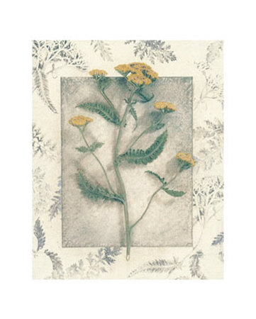 Yarrow