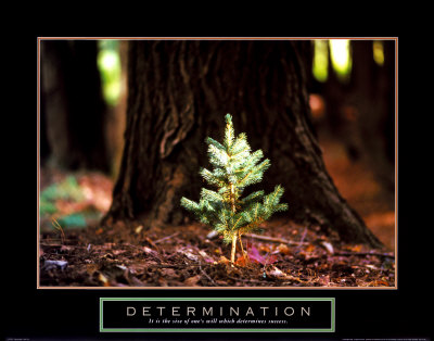 Determination: Little Pine Poster