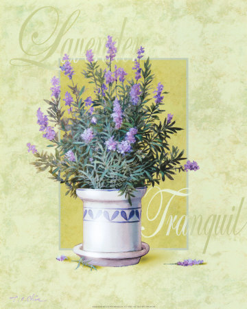 Lavender