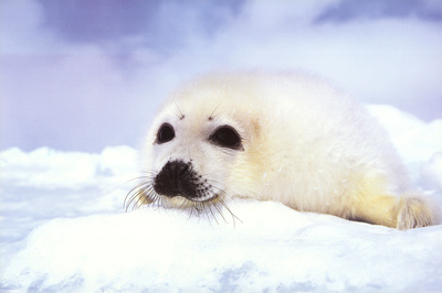 seal cub