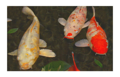Green Rock Japanese Koi I