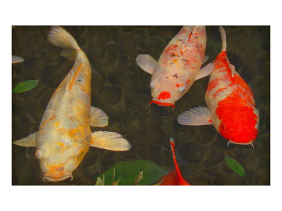Green Rock Japanese Koi I