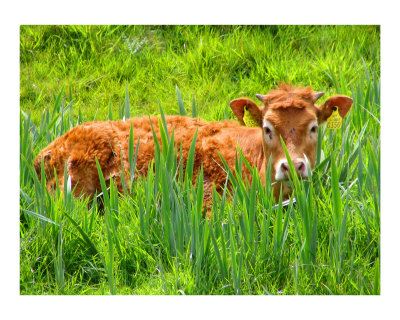 The Irish Cow Poster