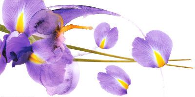 Lucid Iris I