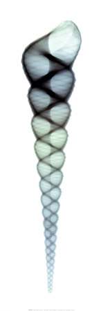 Buy Turritella at AllPosters.com