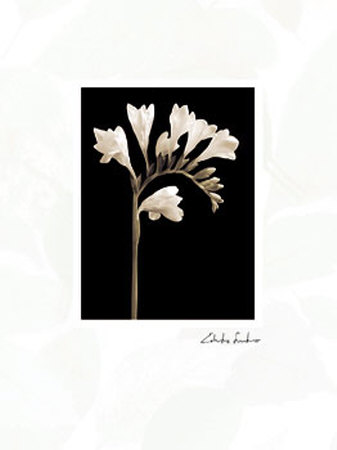 Buy Black and White V at AllPosters.com
