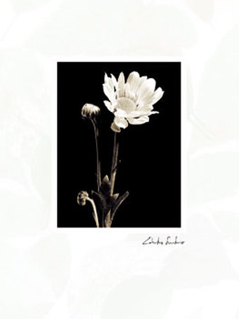 Buy Black and White VII at AllPosters.com