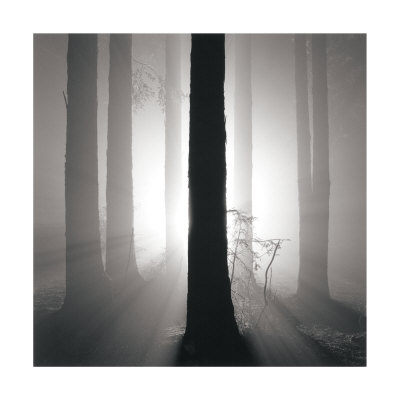 Redwoods, Study No. 4, Oakland Hills, California, 2002