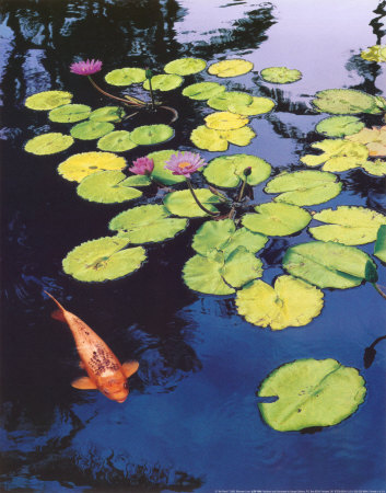 Buy Koi Pond I at AllPosters.com