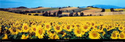 Sunflowers Field, Umbria