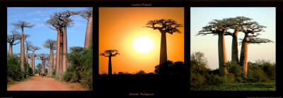 Buy Baobas Madagascar at AllPosters.com
