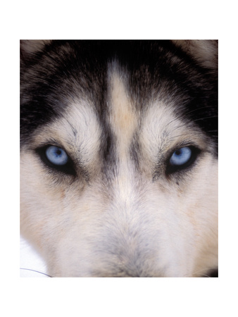 Focus - Husky Eyes