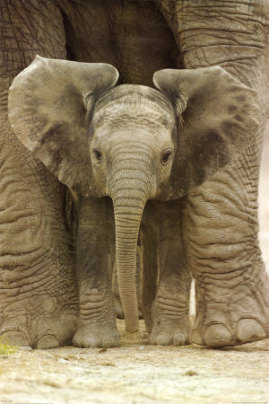 Buy Big Ears at AllPosters.com