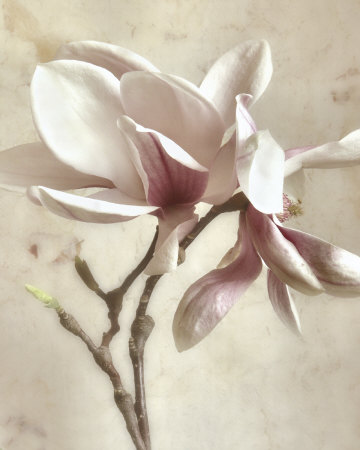 Pink Magnolia II
