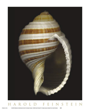 Buy Banded Tun at AllPosters.com
