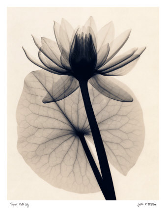 Tropical Water Lily