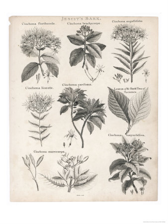 Varieties of the Cinchona Species