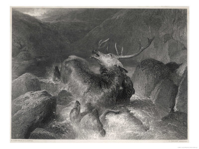 The Stag at Bay