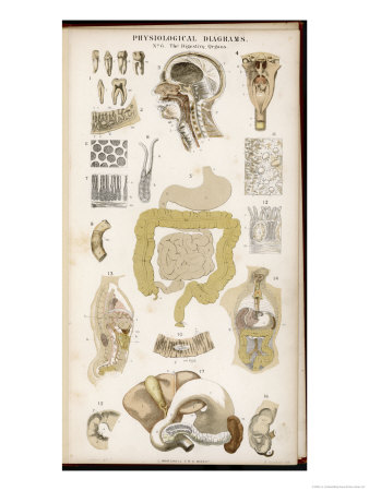 Various Diagrams Depicting the Digestive Organs