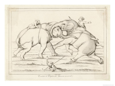 Two Elephants Fighting with Men on Their Backs