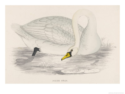Polish Swan
