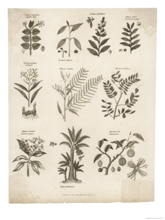 Mimosa Pepper Nutmeg Camphor and Other Herbs and Plants