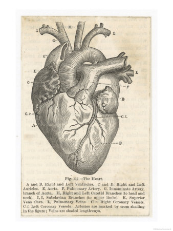 Buy Anatomy of the Heart at AllPosters.com