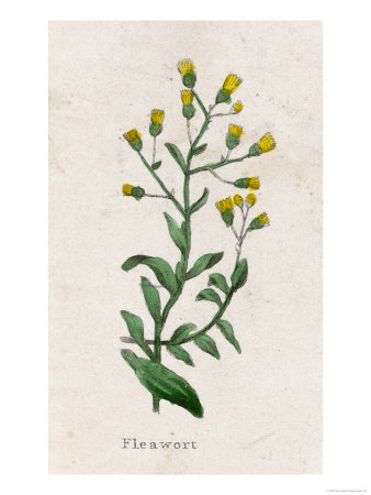 Fleawort One of 3000 Species
