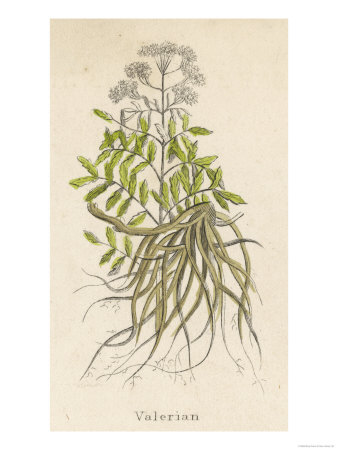 Common Valerian or Garden Heliotrope