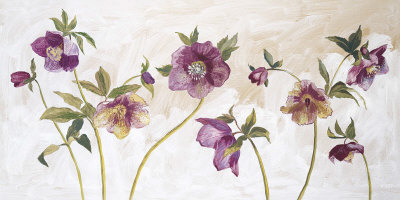 Helebores
