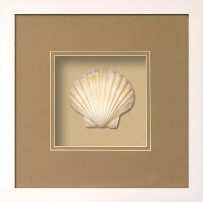 Irish Deep Shell (Beachcomber Collection)