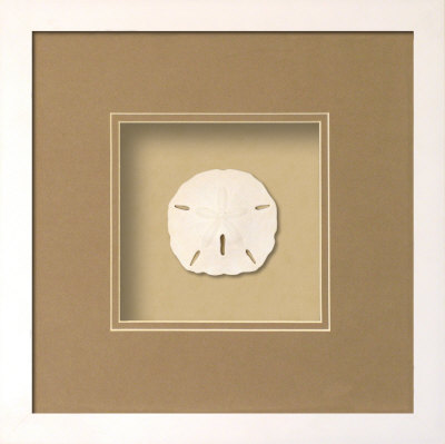 Sanddollar (Beachcomber Collection),