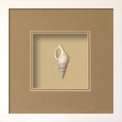 Baby Tibia Shell (Beachcomber Collection) Posters