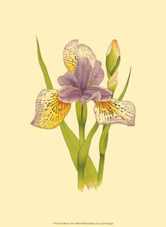 Iris Bloom VII