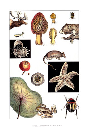 Buy Nature's Curio II at AllPosters.com